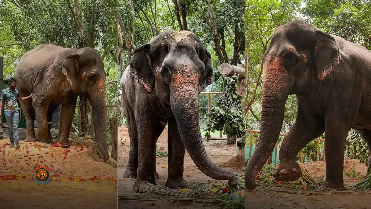 Vantara Elephant News
