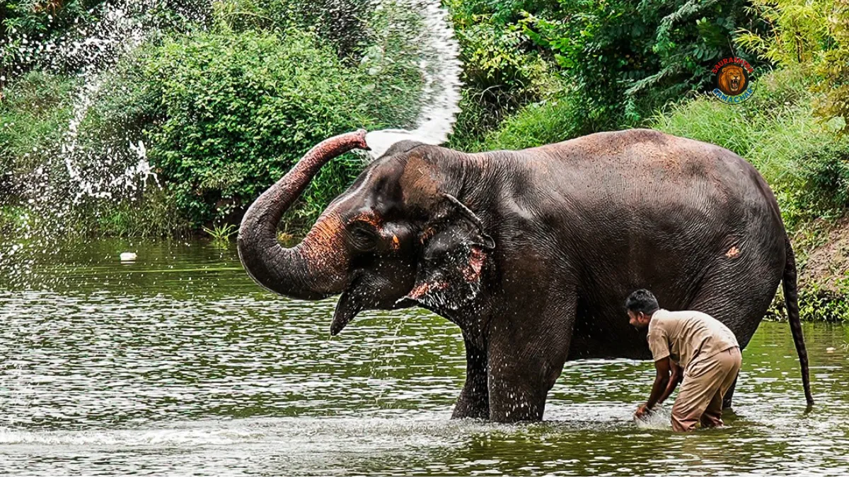 Mahadevi elephant news