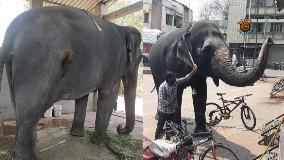 Mahadevi Elephant News