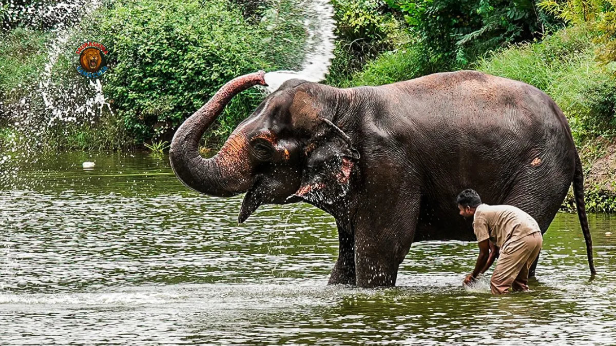 elephant Madhuri in Kolhapur