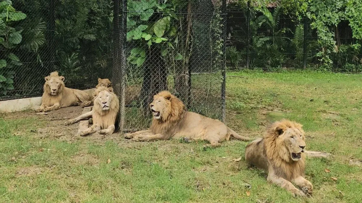 Zookeeper Killed in Lion Attack in Thailand