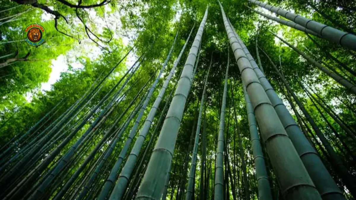 World Bamboo Day