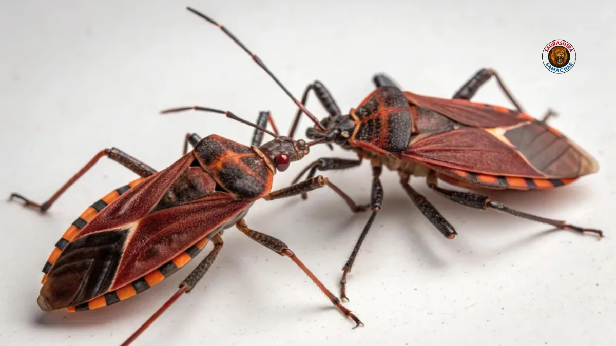 Kissing Bug