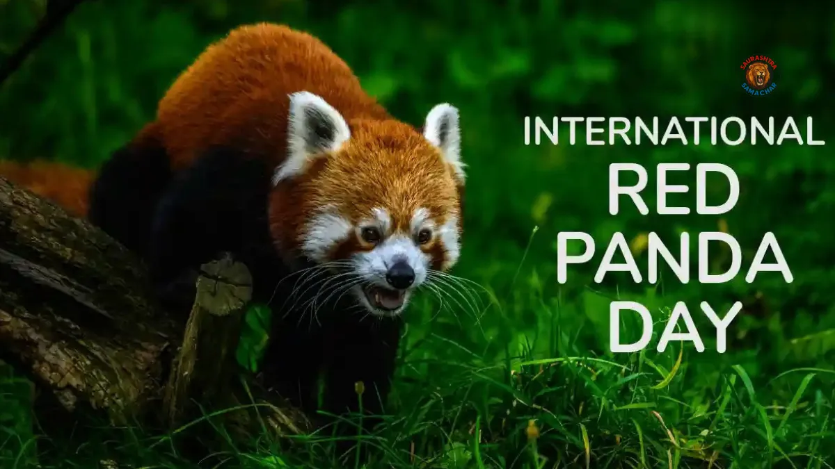 International Red Panda Day