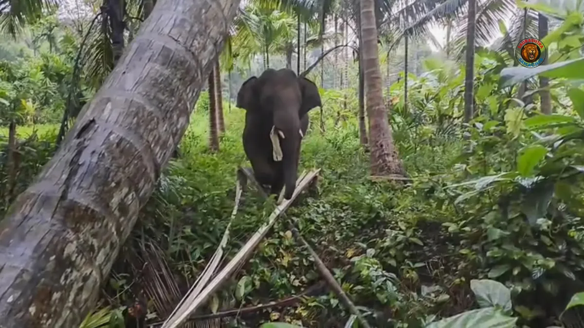 Omkar the Elephant Wreaks Havoc in Goa