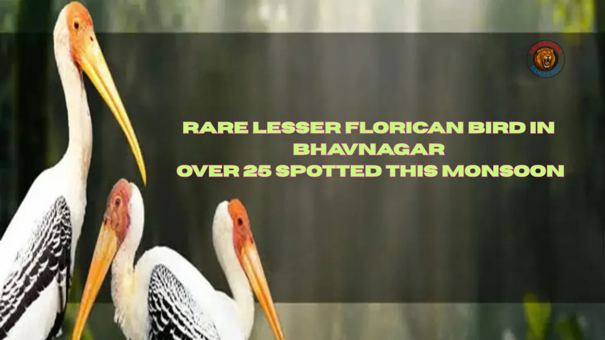 Rare Lesser Florican Bird in Bhavnagar